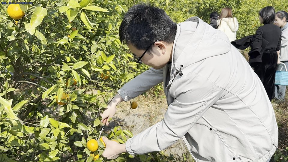 Henry was picking Wogan Oranges